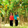 Tư Vấn Trồng Cây Ăn Trái