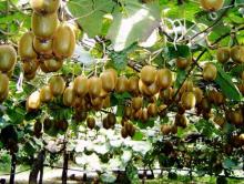 Tự trồng kiwi sai lúc lỉu tại nhà chẳng còn khó tại Việt Nam