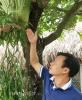 Quyến rũ cây ổ rồng hơn 2,5m gửi mình trên thân vừng